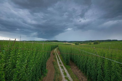 Horizontal wide-angle view of a dirt path winding through green hop fields under a dark, dramatic