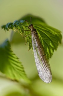 Antmaids, Euroleon Nostras, spotted winged ant maid, Myrmeleontidae, Neuroptera, Suffolk Antlion,