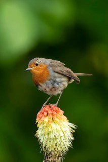 European robin (Erithacus rubecula) adult garden bird on a red hot poker flower in summer, England,