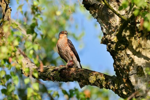 Sparrowhawk (Accipiter nisus), male sitting on a branch and eating a captured songbird, North