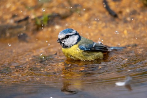Blue tit, parus caeruleus, bath, bathe, bird bath, birds, tits, passeri, songbirds, tits, drinking