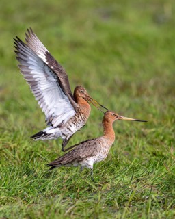 Black-tailed Godwit (Limosa limosa) mating in a wet meadow, Lake Dümmer, Ochsenmoor, Lembruch,