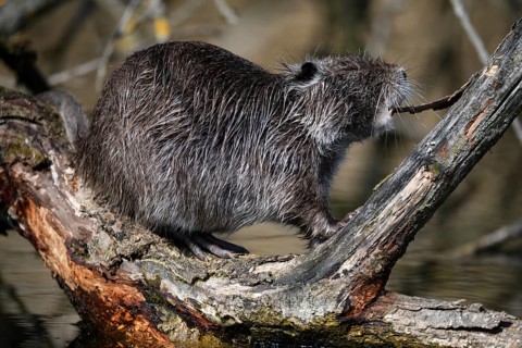 Animals, Mammals, A nutria is gnawing away at the bark of a branch (Myocastor copius)
