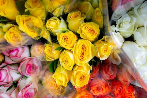 Roses, Bangkok, Thailand