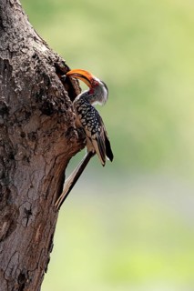 Red-ringed toucan (Tockus leucomelas), Southern Yellow-billed Hornbill, adult, male, at a nesting