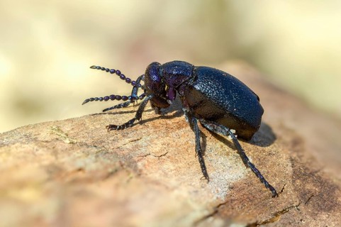 Black oil beetle, meloe proscarabaeus, black-blue oil beetle, black mayworm, beetle, coleoptera,