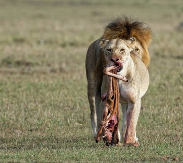 A lioness and a lion (Panthera leo) with the remains of their prey, Maasai Mara Game Reserve, Kenya