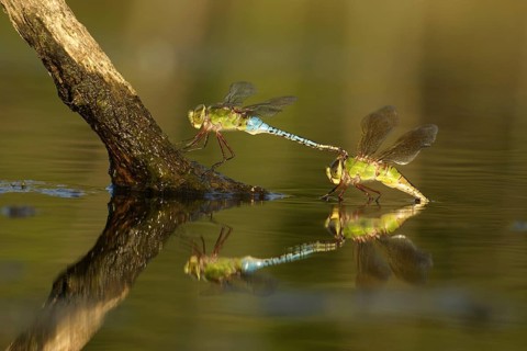 Animals, Insects, Dragonflies, Widow Dragonfly, Widow, Dragon Fly, Michigan, USA, United State,