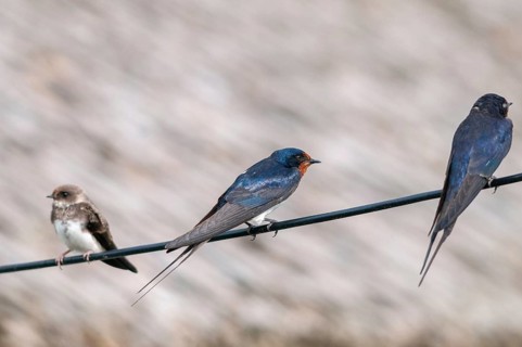 Bank Swallow, Hirundo Rustica, House Martin, Barn Swallow, Riparia Riparia, Sand Martin, Swallow,