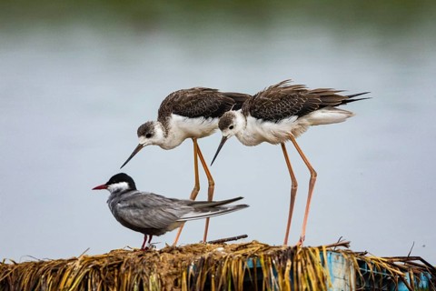 Black-winged Stilt (Himantopus himantopus) Hungary