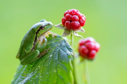 A tree frog (Hyla arborea) perched in a sunny spot, Ahlhorn, Lower Saxony, Germany