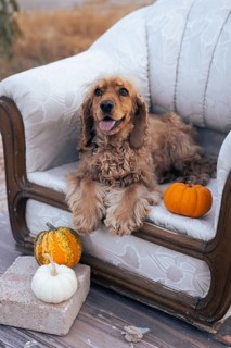 A cheerful dog perches on a vintage couch, holding a bag in its mouth. The setting features an