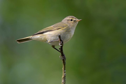 Chiffchaff (Phylloscopus collybita), Littlewood Ranch, Limbach, Burgenland, Austria