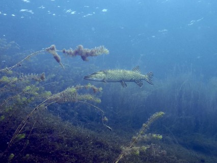 A pike (Esox lucius) swims calmly underwater, surrounded by plants in the blue water, at the