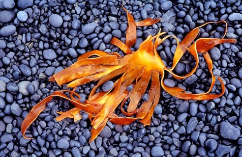 Nature, plant, stones, pebbles, black, beachwear, Iceland, pattern