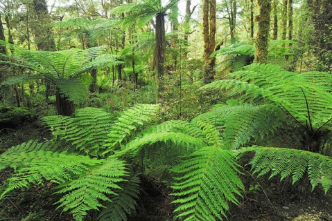 Fern, fern leaves, rainforest, Oparara River, Oparara Basin, Kahurangi National Park, Nelson
