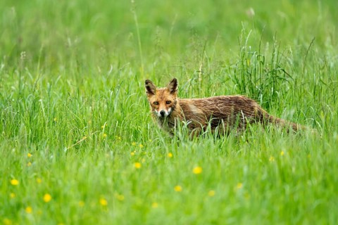 Red fox (Vulpes vulpes), Vulkaneifel, Rhineland-Palatinate, Germany