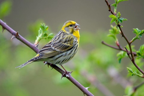 European Serin, serine, serinus serinus, birds, song, male, passeri, singing, songbirds, birds