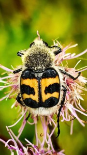 Close-up of a beetle covered in pollen, the bee beetle (Trichius fasciatus), on a pink flower with