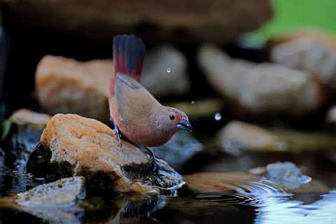 Dark Amaranth (Lagonosticta rubricata), African firefinch, Dark Red Astrid, adult, female, alert,
