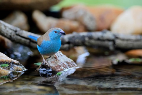 Blue Asterin (Uraeginthus angolensis), Angolan Asterin, Blue-eared Asterin, adult, on a rock,