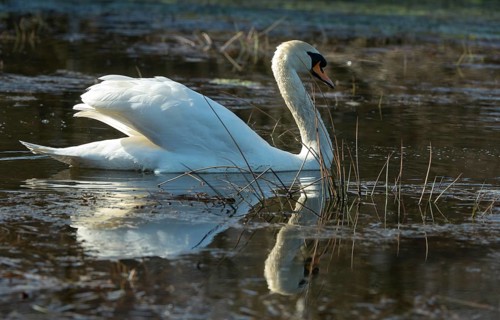 Cygnus olor, mute swan, anatidae, birds, duckbirds, cusp swan, swans, swans, birds, waterbirds