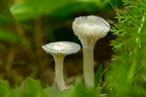 Camarophyllus virgineus, cuphophyllus virgineus, ellerling, glassy white ellerling, hygrocybe