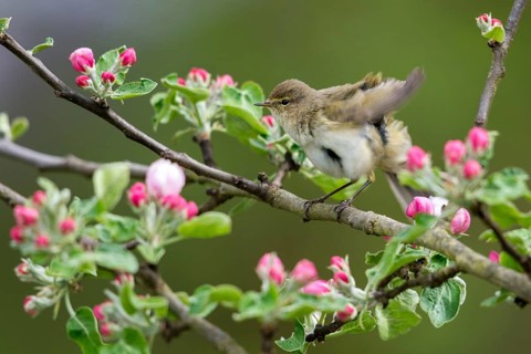 Chiffchaff, fruit tree blossoms, phylloscopus collybita, zilpzalp, birds, spring, passeri,