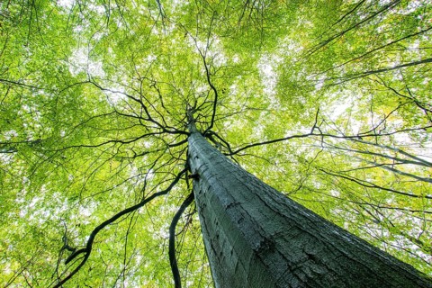 Beech forest in the Heilige Hallen nature reserve in Mecklenburg-Vorpommern, Lüttenhagen,