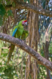 Great green macaw (Ara ambiguus) Costa Rica