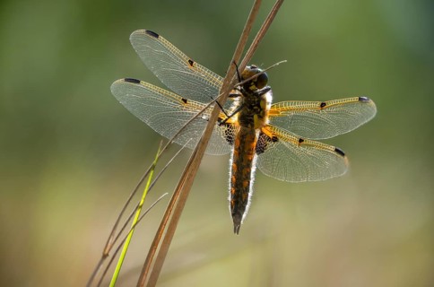 Four-spotted chaser, dragonflies, insects, dragonflies, insects, dragonflies, insects, dragonflies,