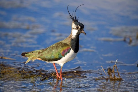 Animals, birds, male lapwing standing in a marsh (Vanellus vanellus), Bavaria, Bavaria, Federal