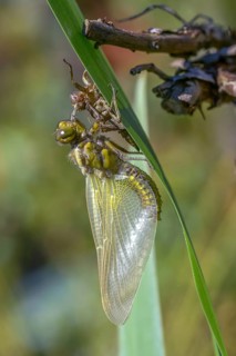 Broad-bodied chaser, libellula depressa, flatbelly, anisoptera, dragonflies, high size, portrait