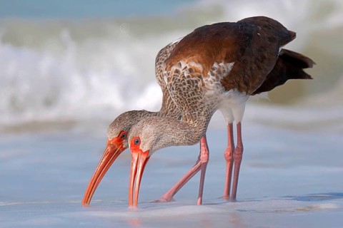 Animals Birds Sichler Brown Sickle, Pair, Plegadia falcinellus, Glossy Ibis, Florida, United States