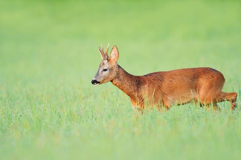 European roe deer (Capreolus capreolus), a roebuck standing in a meadow, North Rhine-Westphalia,