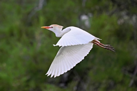 A cattle egret (Bubulcus ibis) in breeding plumage in flight, Camargue, southern France