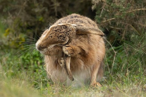 European brown hare (Lepus europaeus) adult animal washing its ear in grassland, England, United