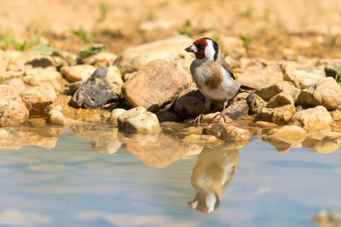 Carduelis Carduelis, Goldfinch, Goldfinch, Goldfinch, Bath, Bird Bath, Birds, Mirror, Passeri,