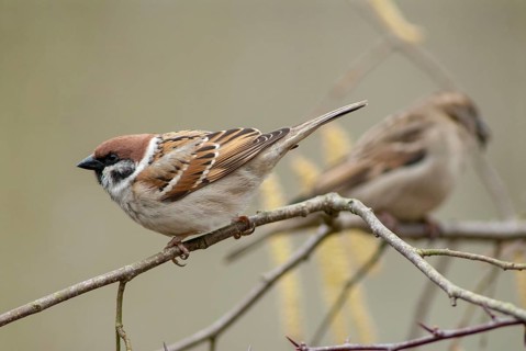 Tree Sparrow, Passer Montanus, Sparrow, Tree Sparrow, Birds, Passeri, Songbirds, Sparrow, Sparrow,