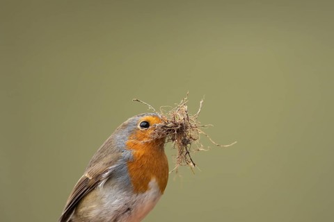 European robin (Erithacus rubecula) adult garden bird with nest material in its beak in spring,