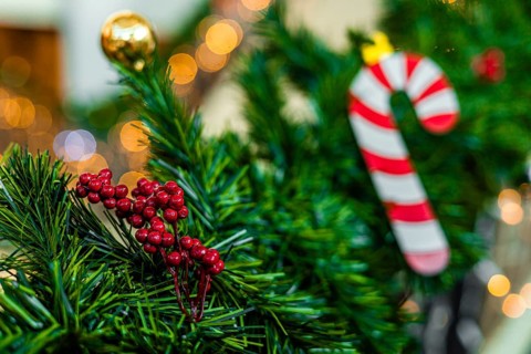 Close-up of a Christmas tree branch with red berries, a golden ornament, and a striped candy cane.