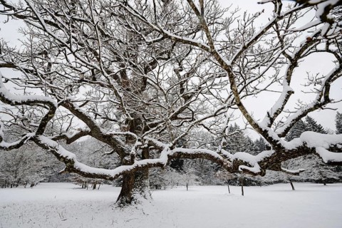 Tree, plant, landscape, snow, seasons, snow-covered oak in winter, pedunculate oak, Forstenrieder