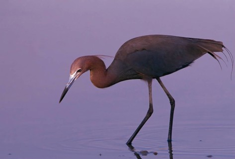 Animals, birds, herons, reddish egret (Egretta rufescens), Florida