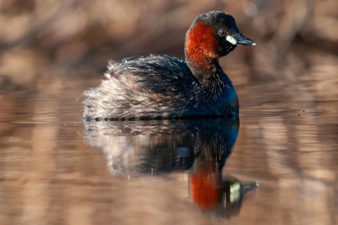 Littele Grebe, Tachybaptus Ruficollis, Little Grebe, Birds, Dabchick, Grebe, Grebe, Mirror,