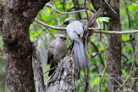Grey Go-away-bird (Crinifer concolor), Grey Go-away-bird, subadult, half-grown, two, siblings, on a