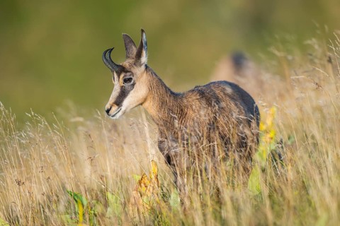 Chamois (Rupicapra rupicapra) on a meadow in the Vosges Mountains, wildlife, France