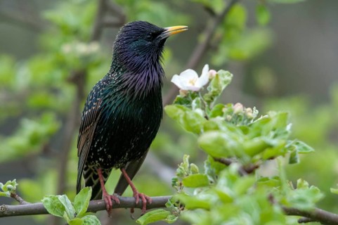 Star, Starling, Sturnus Vulgaris, Birds, Spring, Meadow Orchard, Passeri, Songbirds, Jump, Orchard,