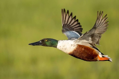 Northern Shoveler (Anas clypeata) in flight, Dümmer, Lembruch, Lower Saxony, Germany
