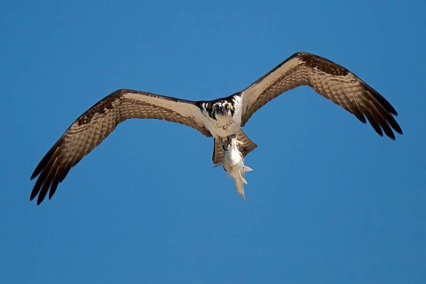 Animals, Birds, Eagles, Birds of Prey, Osprey with Prey, Pandion haliaetus, Osprey, Florida, United