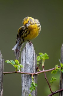 European Serin, serine, serinus serinus, birds, garden, garden fence, high size, portrait format,